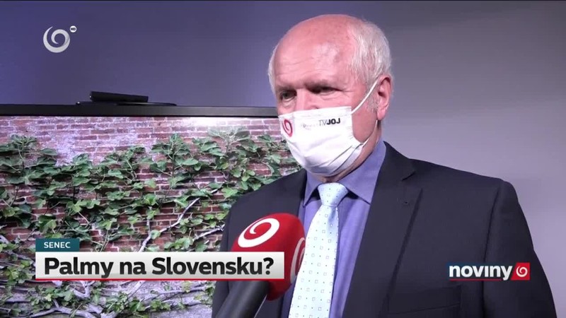 Palmy na Slovensku?