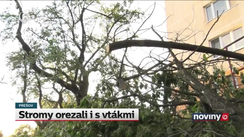 Stromy orezali i s vtákmi