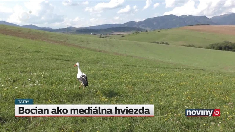 Bocian ako mediálna hviezda
