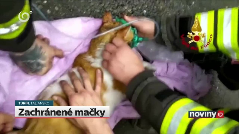 Zachránené mačky