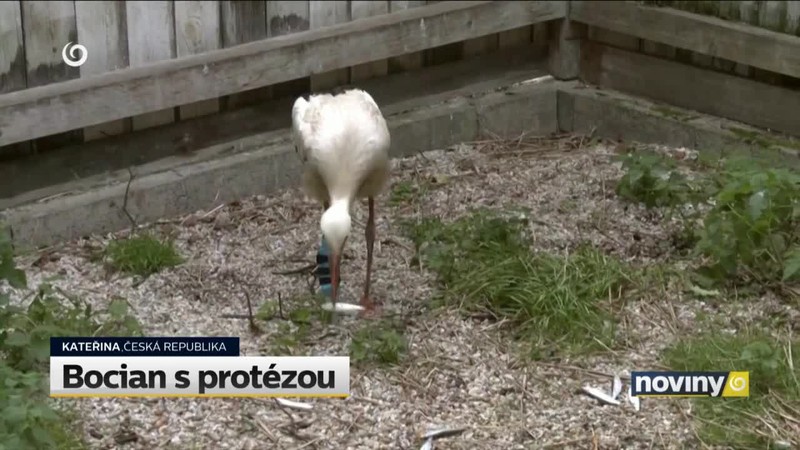 Bocian s protézou