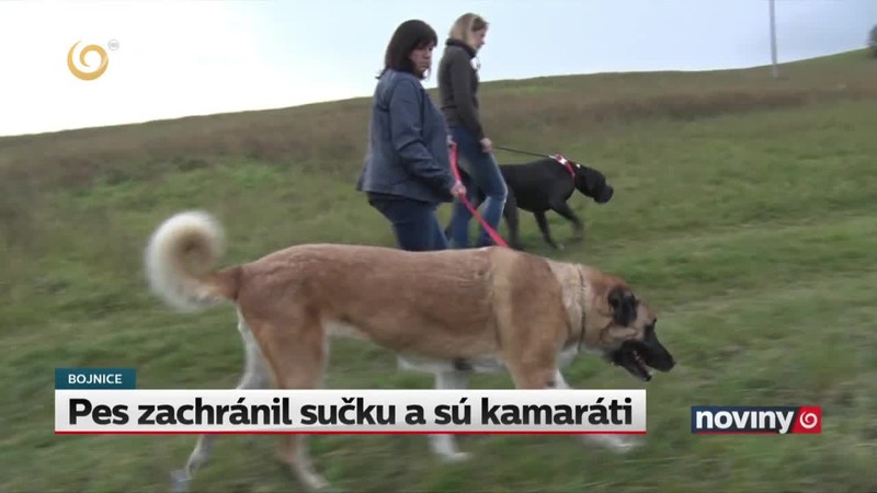 Pes zachránil sučku a sú kamaráti