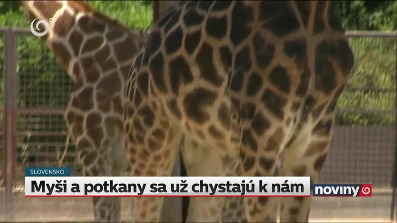 Myši a potkany sa už chystajú k nám