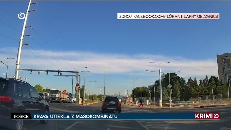KRAVA UTIEKLA Z MÄSOKOMBINÁTU