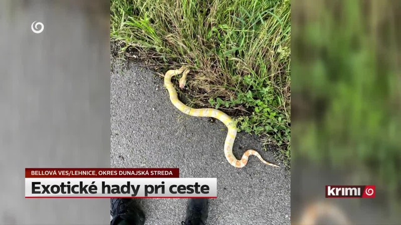 Exotické hady pri ceste