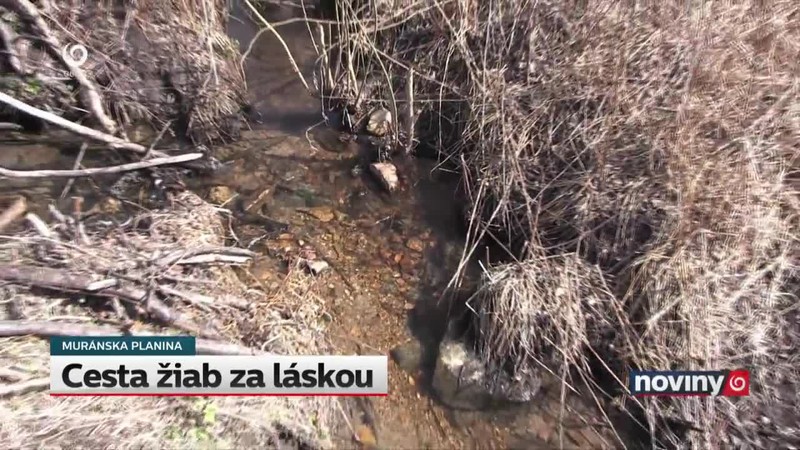 Cesta žiab za láskou