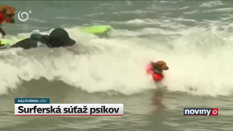 Surferská súťaž psíkov
