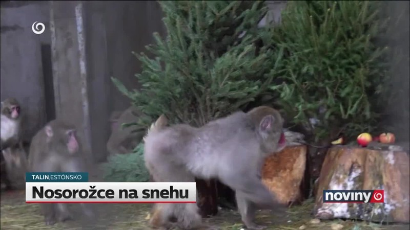 Nosorožce na snehu