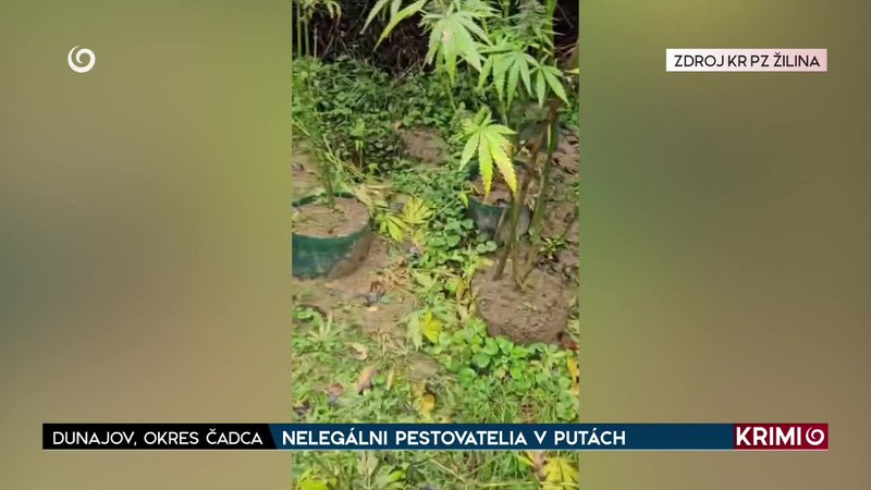 NELEGÁLNI PESTOVATELIA V PUTÁCH