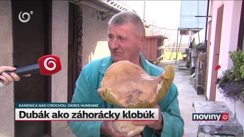 Dubák ako záhorácky klobúk