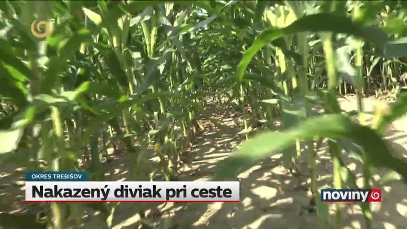 Nakazený diviak pri ceste