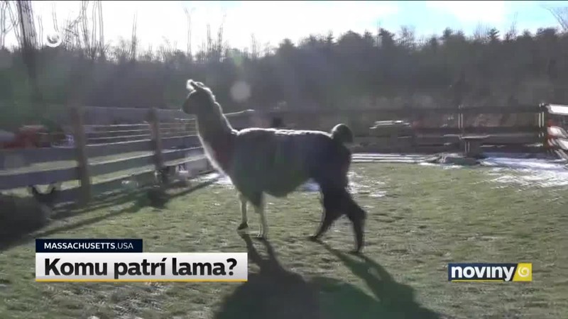 Komu patrí lama?