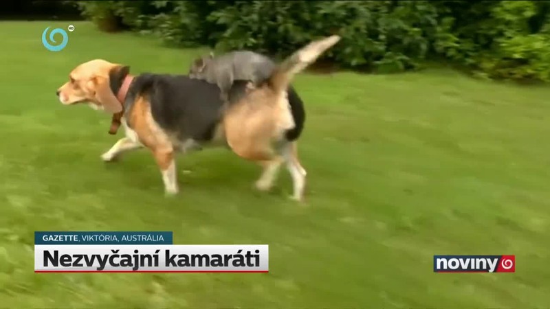 Nezvyčajní kamaráti