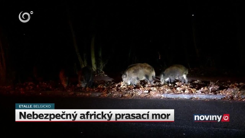 Nebezpečný africký prasací mor