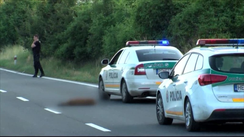 Policajtka prešla srnca