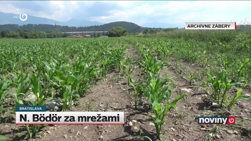 N. Bödör za mrežami