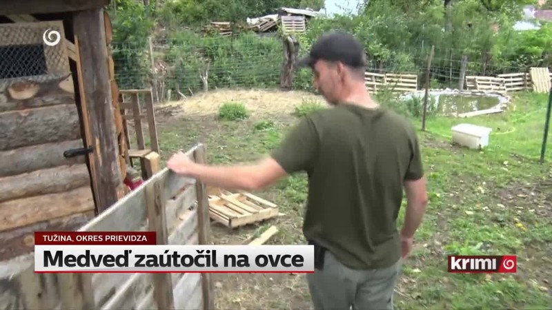 Medveď zaútočil na ovce