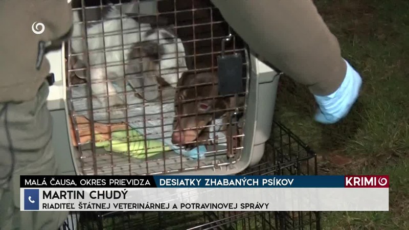 DESIATKY ZHABANÝCH PSÍKOV