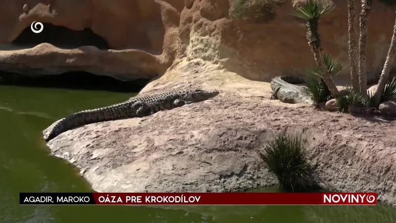 OÁZA PRE KROKODÍLOV