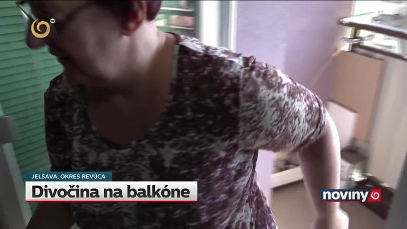 Divočina na balkóne