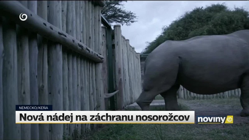 Nová nádej na záchranu nosorožcov