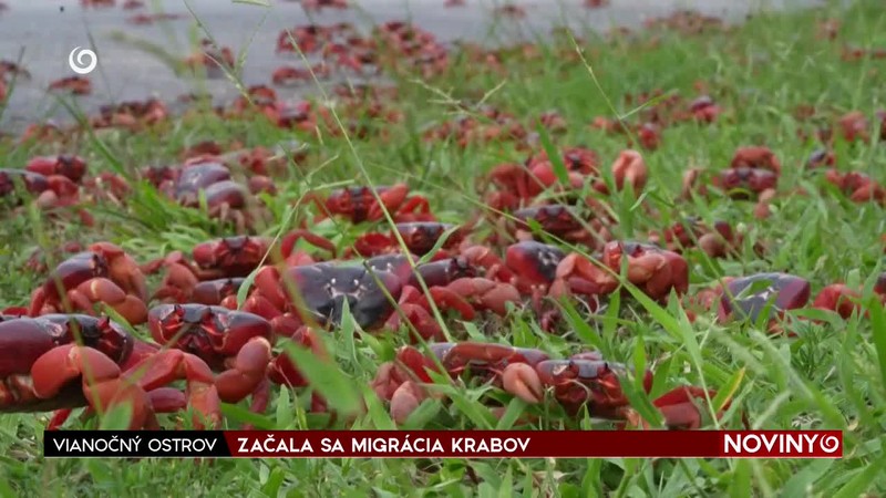 ZAČALA SA MIGRÁCIA KRABOV