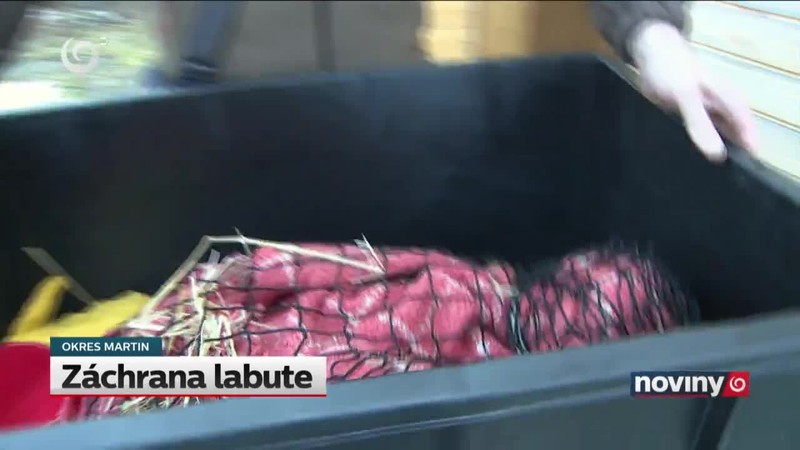 Záchrana labute