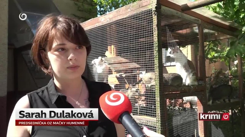 Čo ďalej s mačkami?