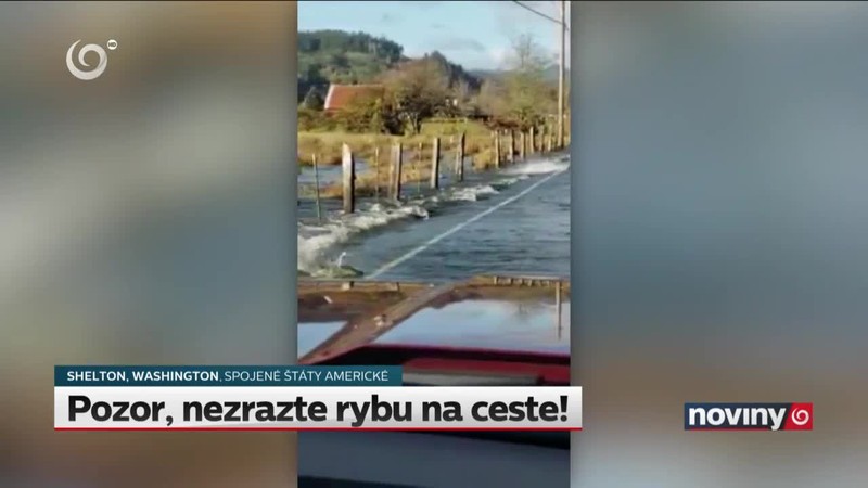 Pozor, nezrazte rybu na ceste!