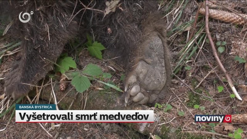 Vyšetrovali smrť medveďov