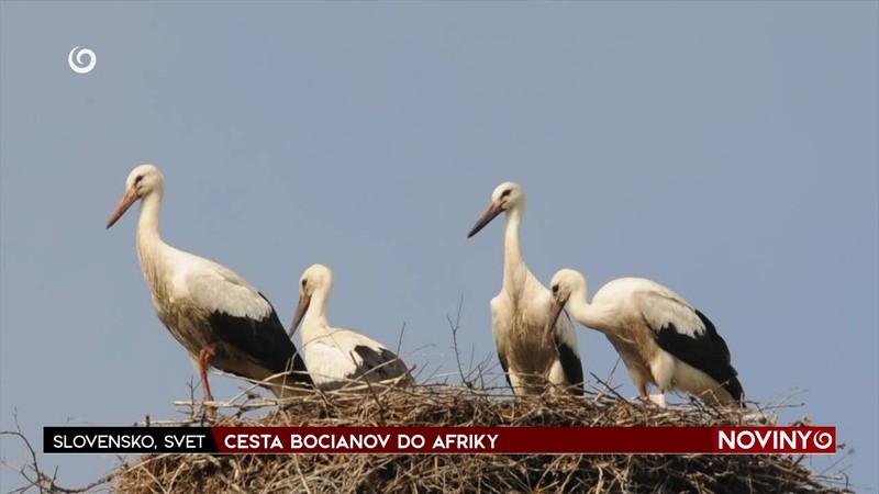 CESTA BOCIANOV DO AFRIKY