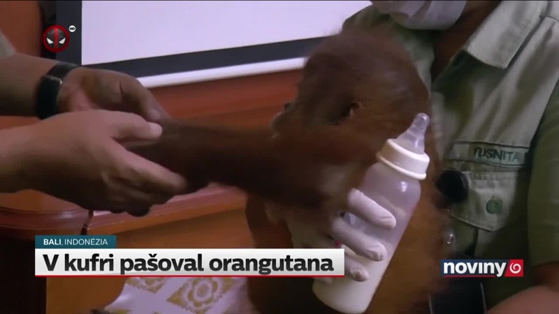 V kufri pašoval orangutana