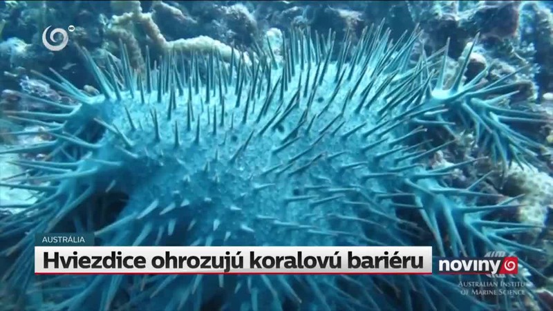 Hviezdice ohrozujú koralovú bariéru