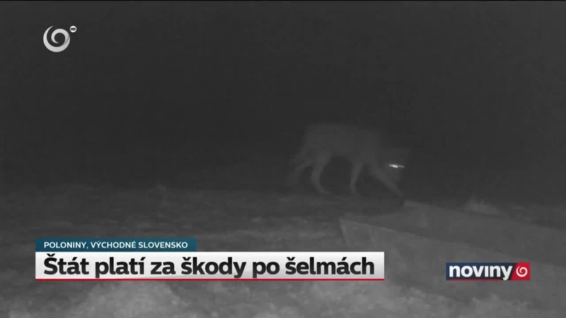 Štát platí za škody po šelmách