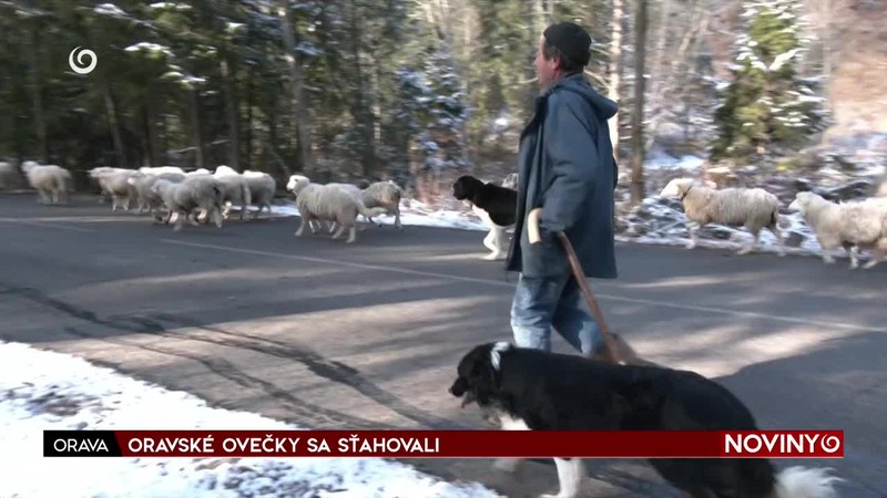 ORAVSKÉ OVEČKY SA SŤAHOVALI