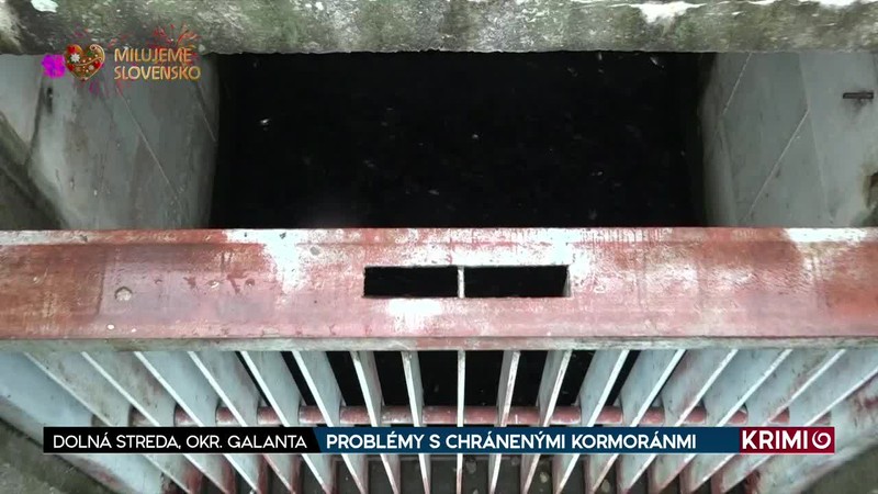 PROBLÉMY S CHRÁNENÝMI KORMORÁNMI