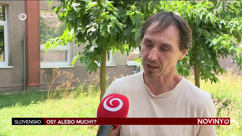 OSY ALEBO MUCHY?
