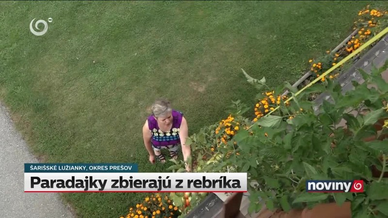 Paradajky zbierajú z rebríka