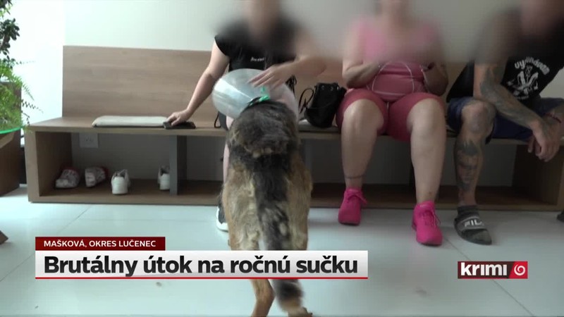 Brutálny útok na ročnú sučku
