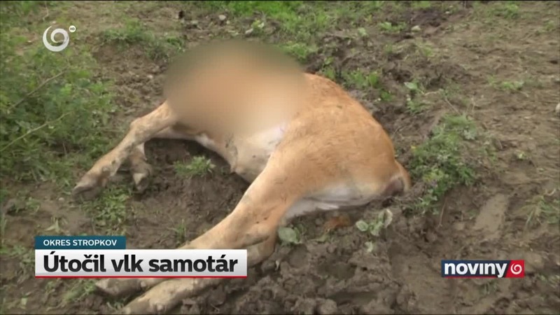 Útočil vlk samotár