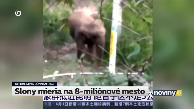 Slony mieria na 8-miliónové mesto