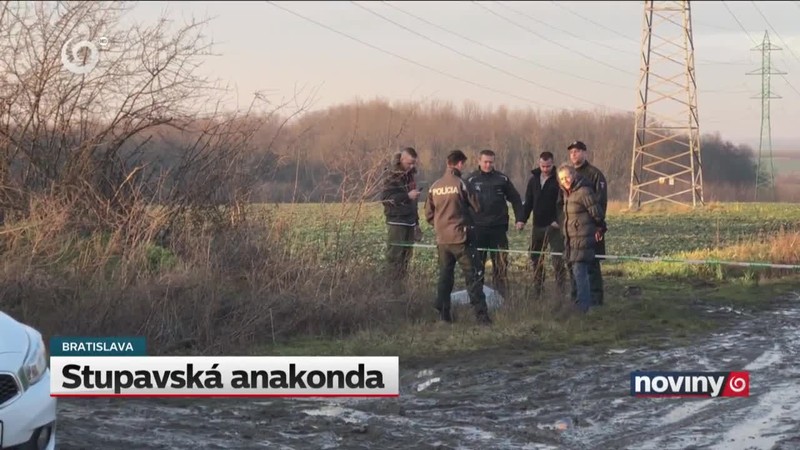 Stupavská anakonda