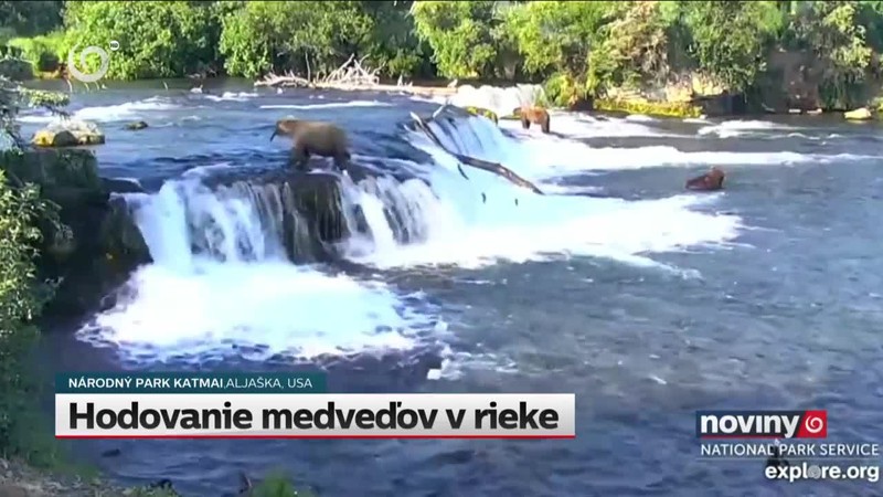 Hodovanie medveďov v rieke