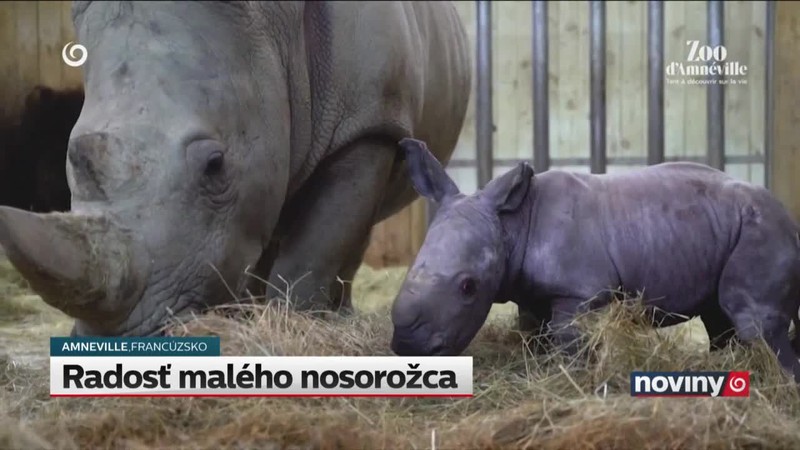 Radosť malého nosorožca