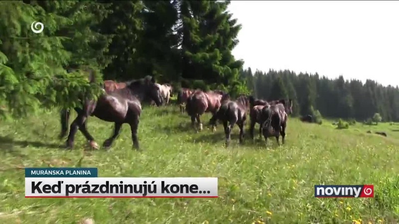 Keď prázdninujú kone...