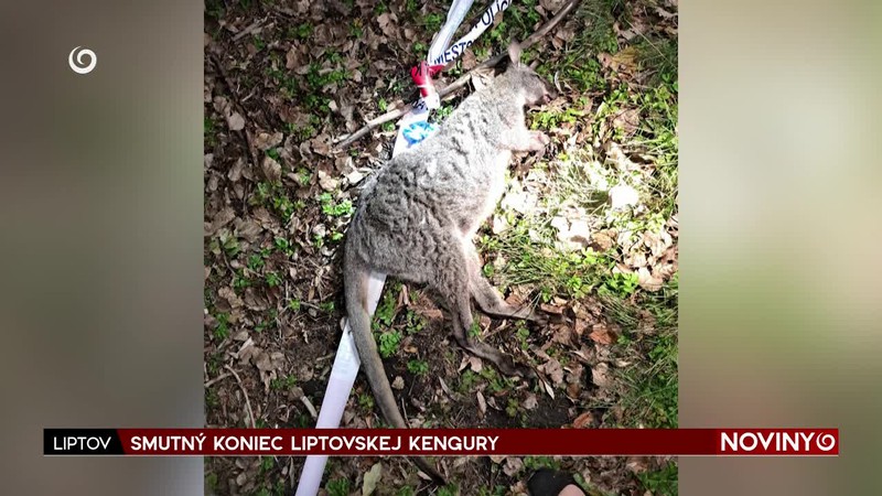 SMUTNÝ KONIEC LIPTOVSKEJ KENGURY