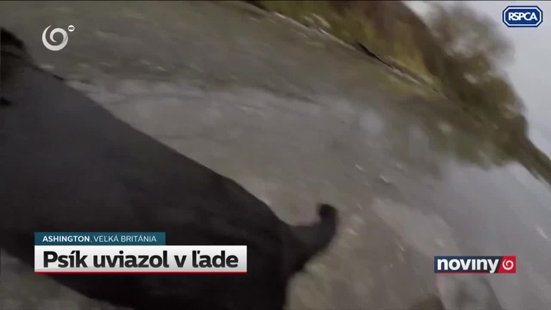 Psík uviazol v ľade