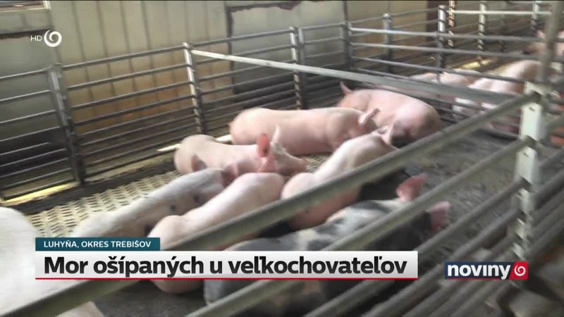 Mor ošípaných u veľkochovateľov