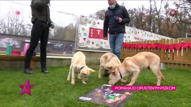 POMÁHAJÚ OPUSTENÝM PSÍKOM