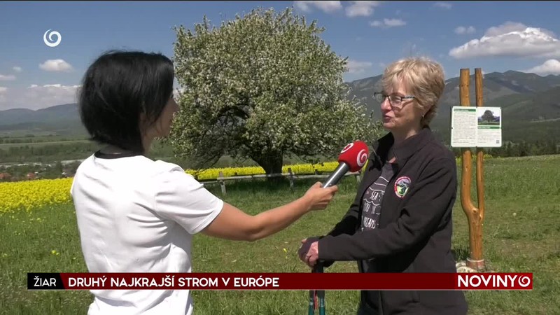 DRUHÝ NAJKRAJŠÍ STROM V EURÓPE